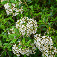 Oster-Schneeball - Viburnum - Bakker
