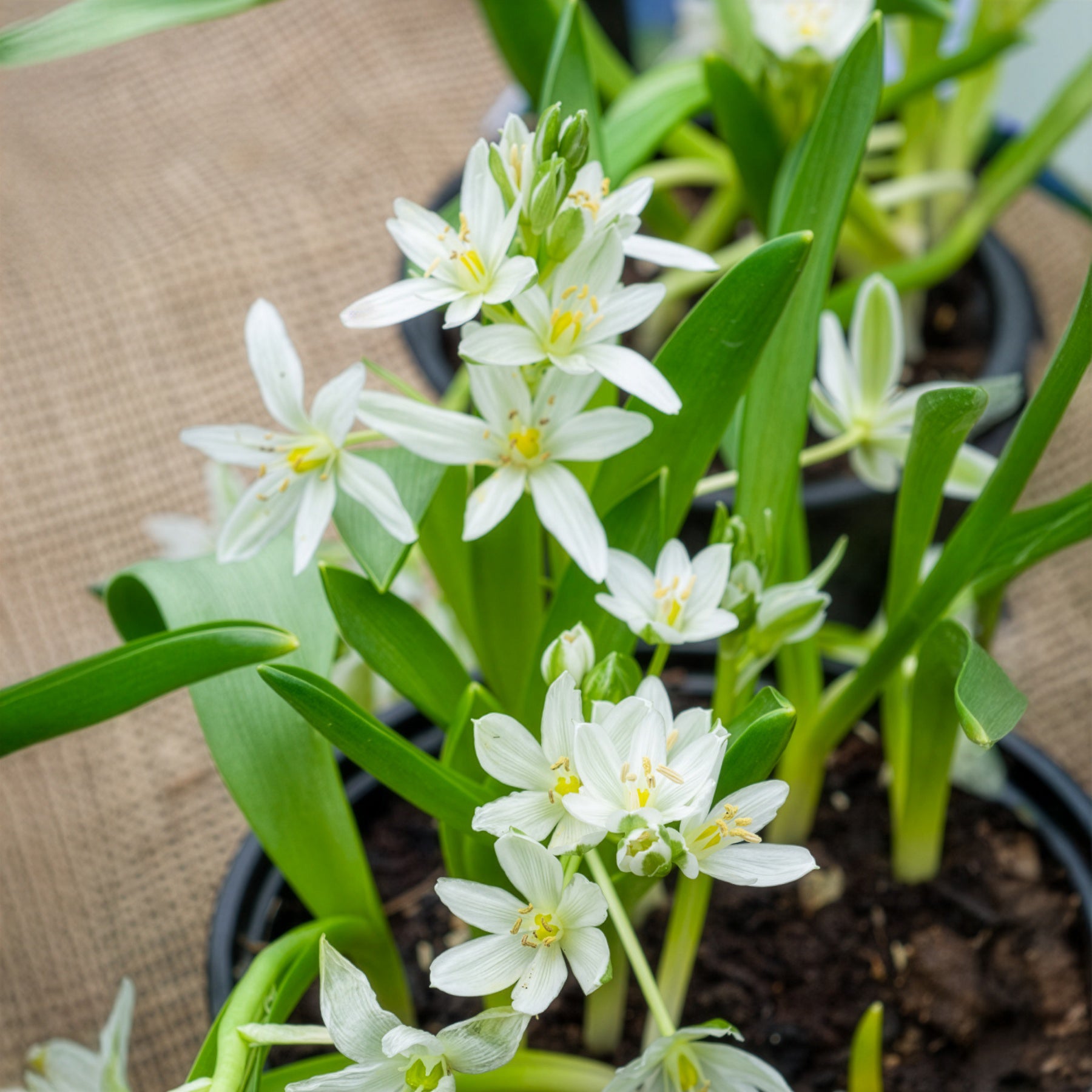 Milchstern (x20) - Ornithogalum balansae - Bakker