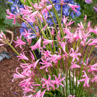 Amarine belladiva aphrodite - Amarine Belladiva Aphrodite (x4) - Frühlingszwiebeln