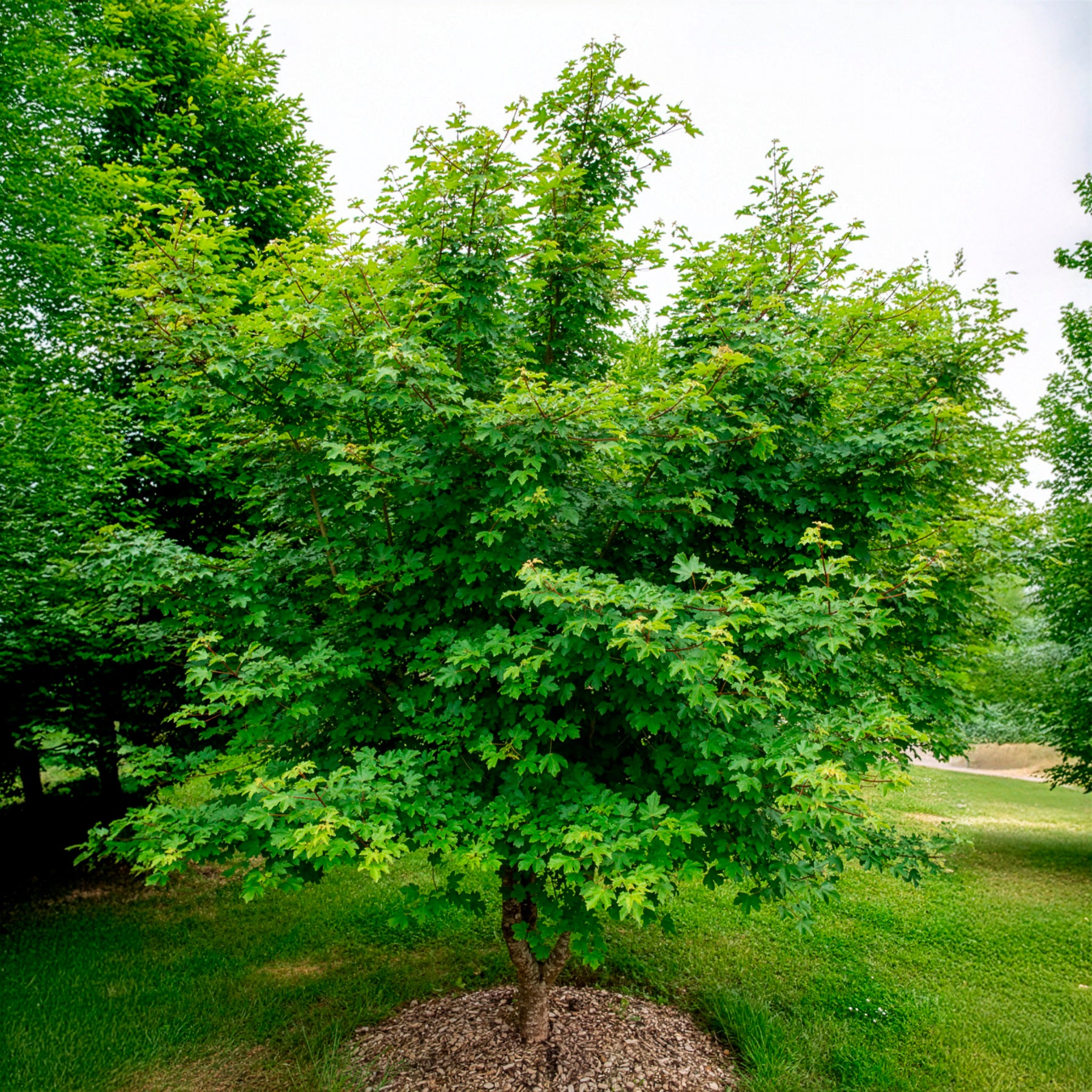 Feldahorn - Acer campestre - Bakker