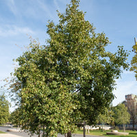 Herzblättrige Erle - Alnus cordata - Bäume