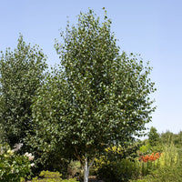Himalaya-Birke - Betula utilis - Bakker