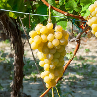 Vitis vinifera italia - Italienische Weinrebe - Weinrebe