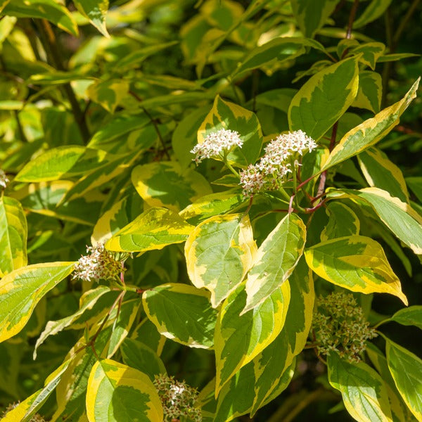 Gelbbunter Hartriegel - Cornus alba 'spaethii' - Sträucher