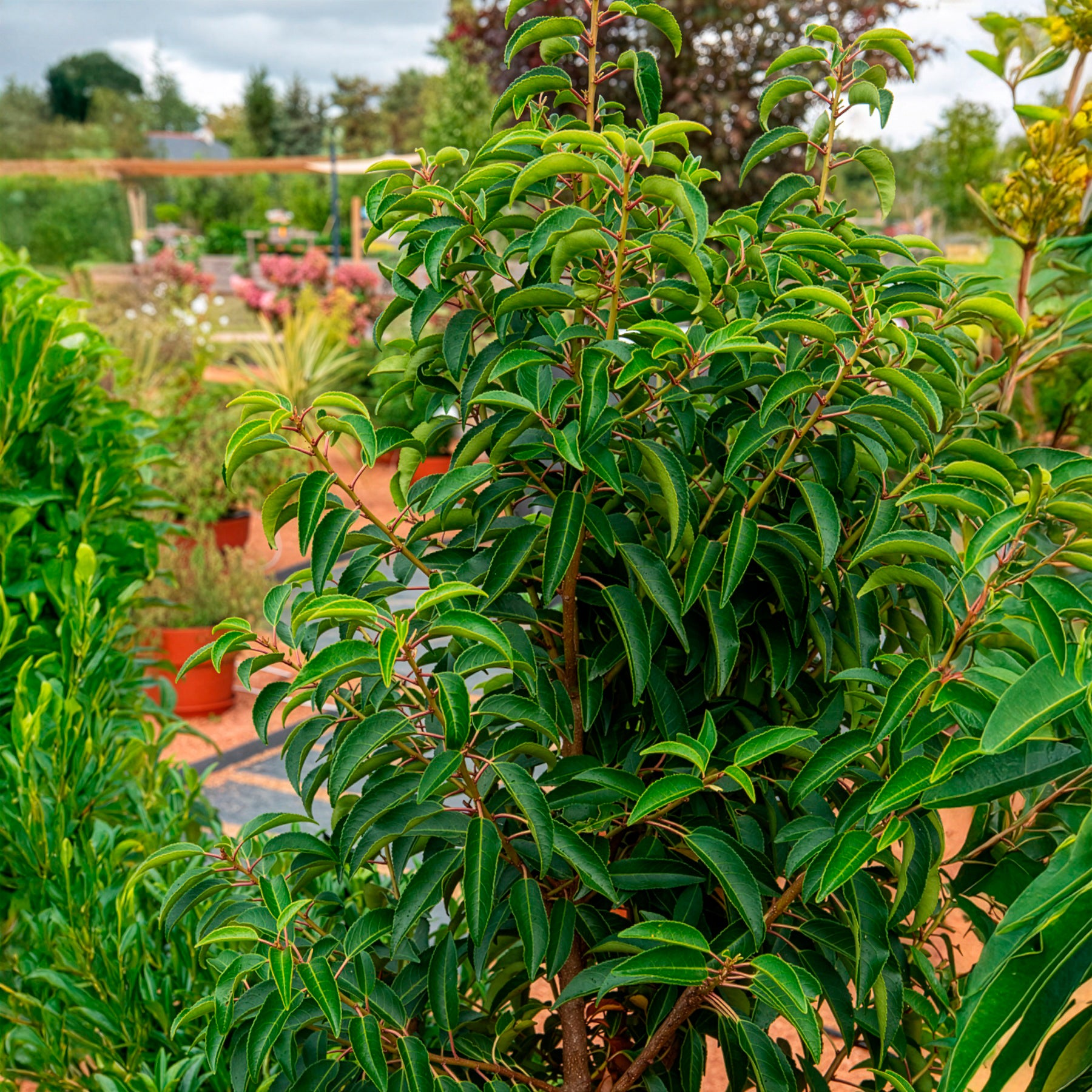 Portugiesischer Kirschlorbeer - Prunus lusitanica