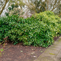 Aucuba japonica variegata - Japanische Aukube - Balkonblumen