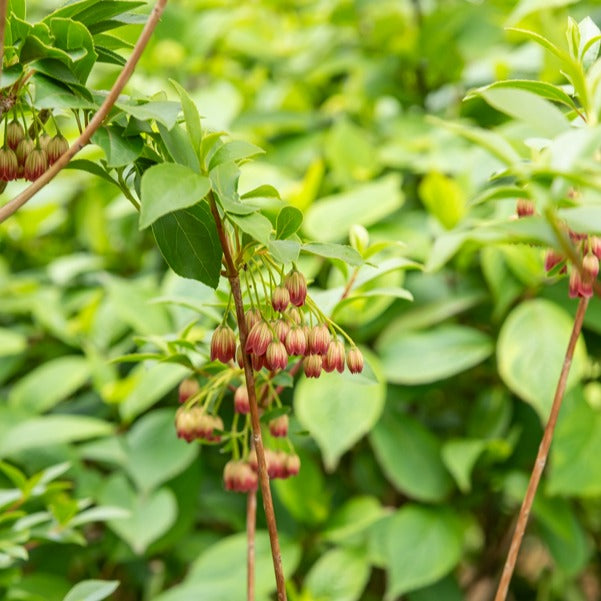 Prachtglocken - Enkianthus campanulatus red bells - Terrasse balkon