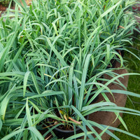 Japan Segge Bunny Blue - Carex laxiculmis Bunny Blue - Bakker