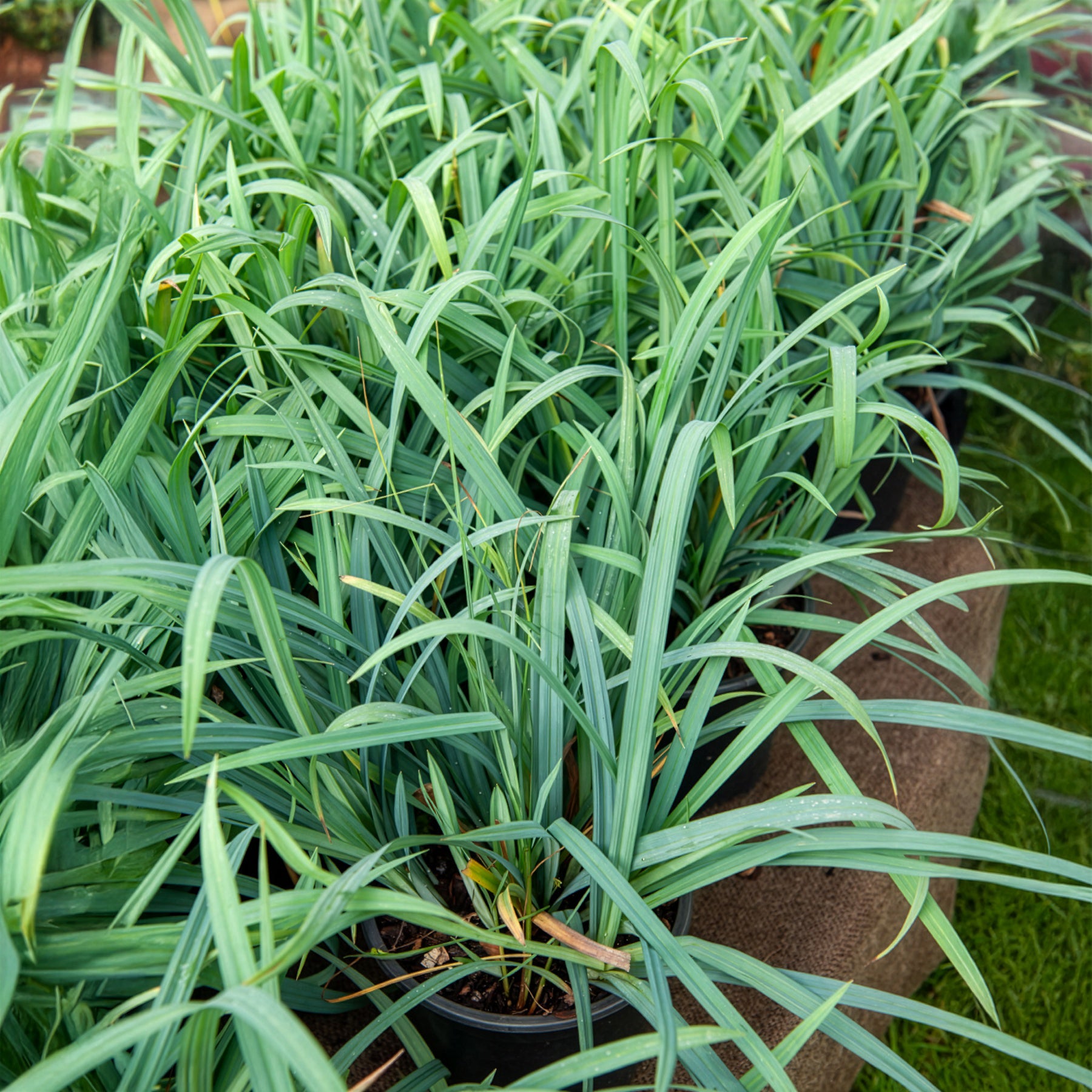 Japan Segge Bunny Blue - Carex laxiculmis Bunny Blue - Bakker