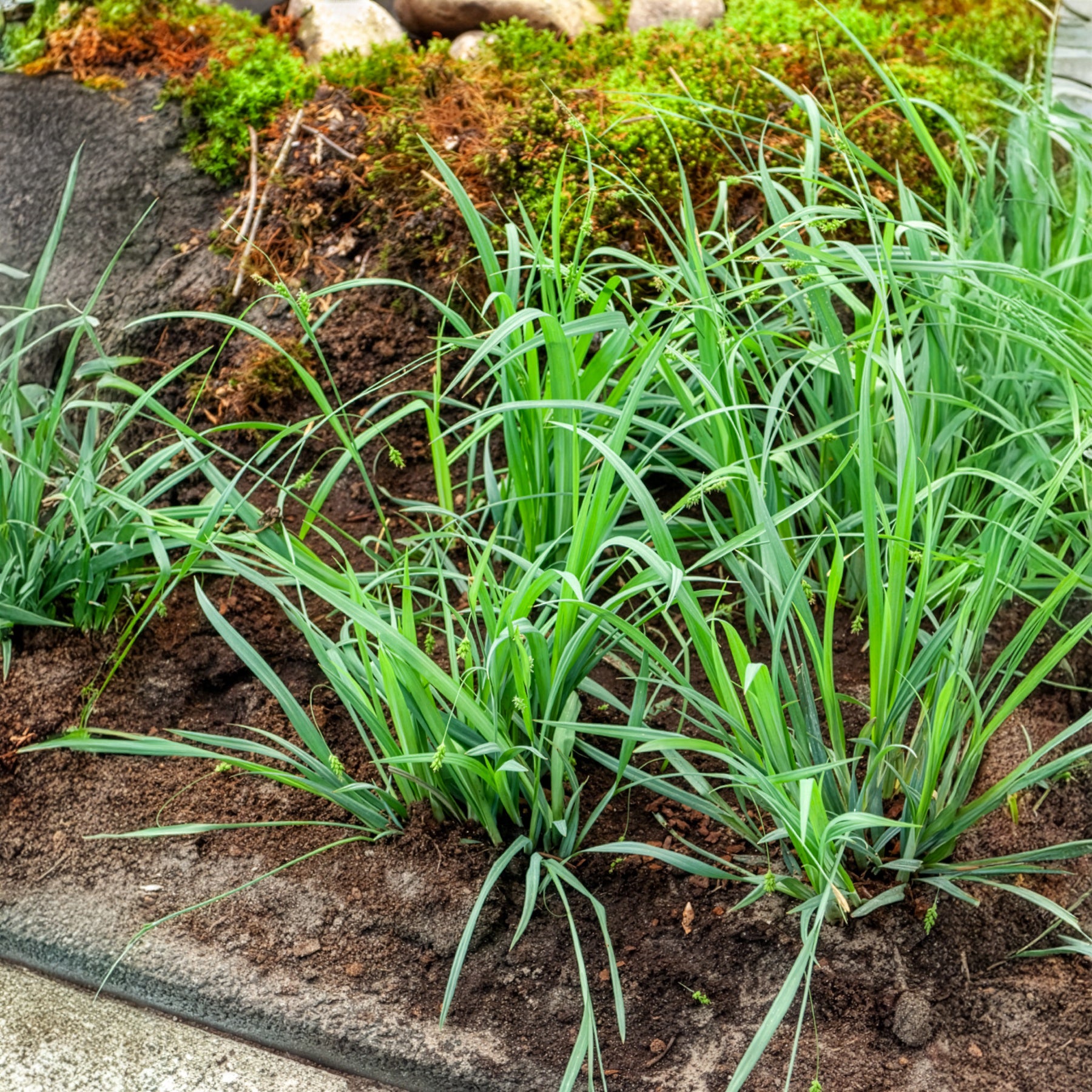 Japan Segge Bunny Blue - Bakker