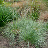 3 Atlas-Schwingel - Festuca mairei - Bakker