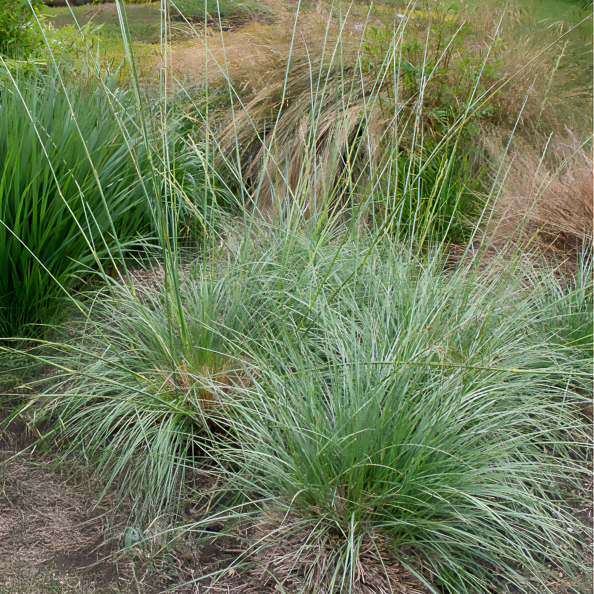 3 Atlas-Schwingel - Festuca mairei - Bakker