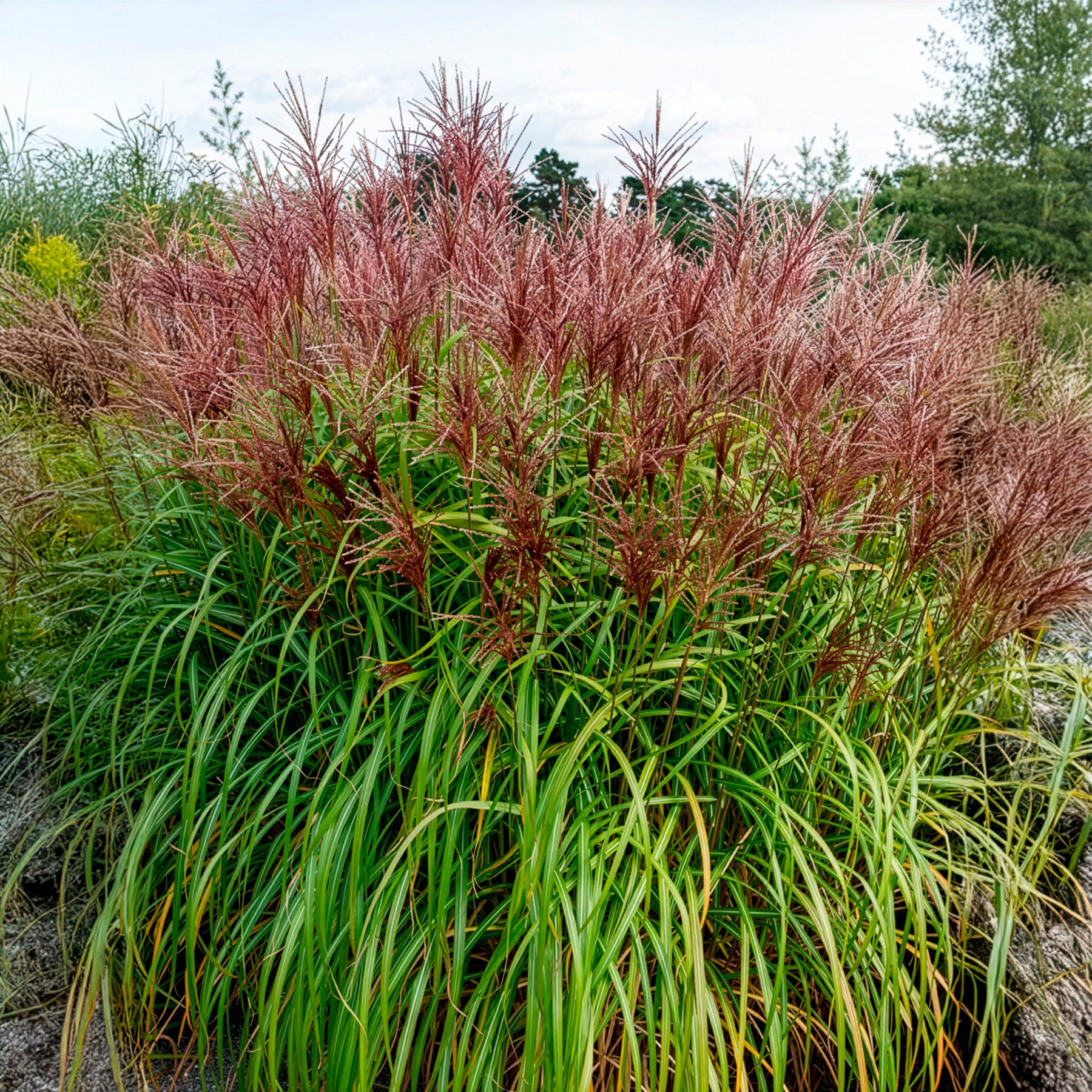 Miscanthus - Miscanthus - Chinaschilf Malepartus - Miscanthus sinensis malepartus