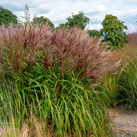 Verkauf Chinaschilf Malepartus - Miscanthus sinensis malepartus