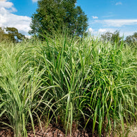 Verkauf Chinaschilf Malepartus