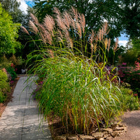 Verkauf Eulalie Silberfeder Chinaschilf - Miscanthus sinensis silberfeder