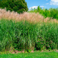 Miscanthus - Miscanthus - Eulalie Silberfeder Chinaschilf - Miscanthus sinensis silberfeder