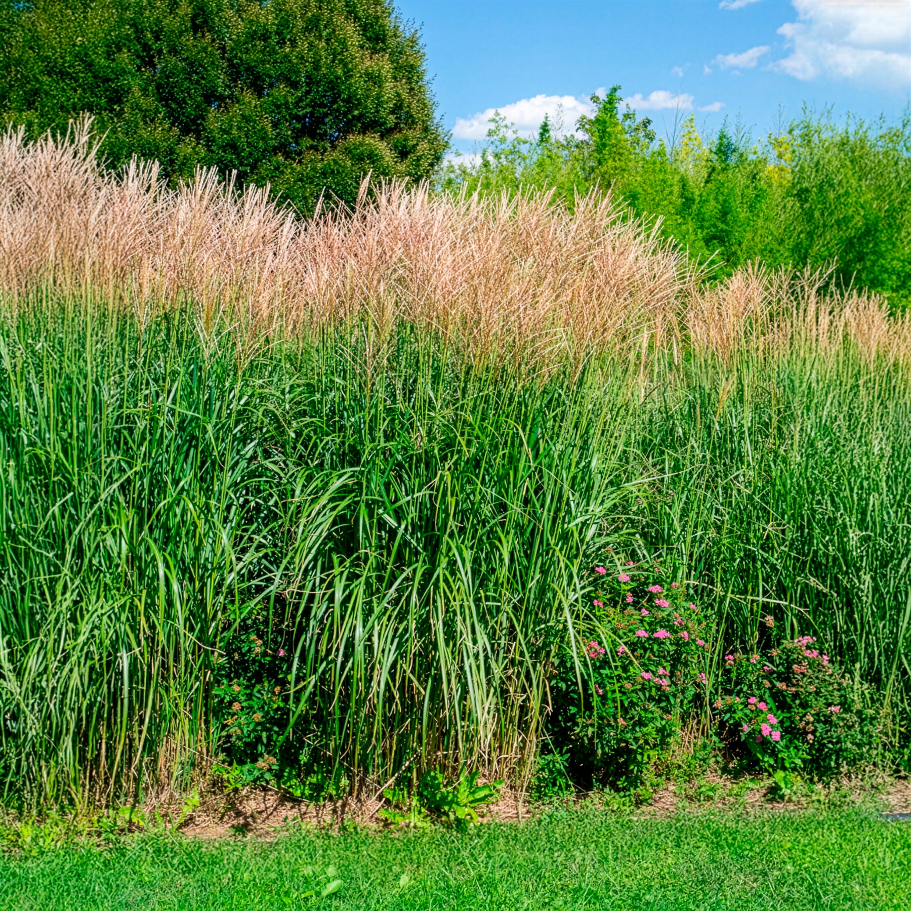 Miscanthus - Miscanthus - Eulalie Silberfeder Chinaschilf - Miscanthus sinensis silberfeder