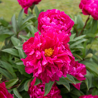Pfingstrose Felix Crousse - Paeonia felix crousse - Bakker