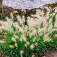 Pennisetum - Lampenputzergras Little Bunny - Pennisetum alopecuroides Little Bunny