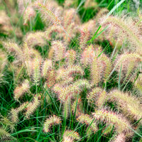 Lampenputzergras Little Bunny - Pennisetum alopecuroides Little Bunny - Bakker