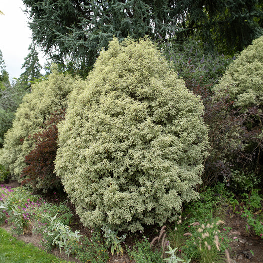 Chinesischer bunte Klebsame - Pittosporum tenuifolium variegatum - Sträucher