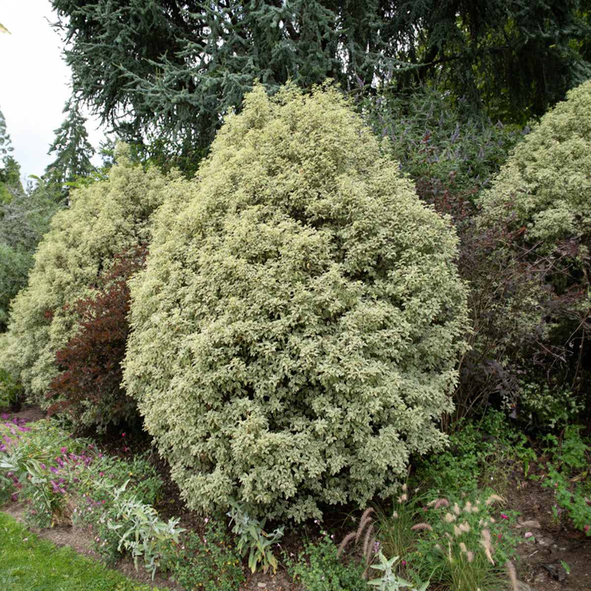 Pittosporum 'Variegatum' - Bakker