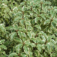 Chinesischer bunte Klebsame - Pittosporum tenuifolium variegatum - Immergrüne Sträucher