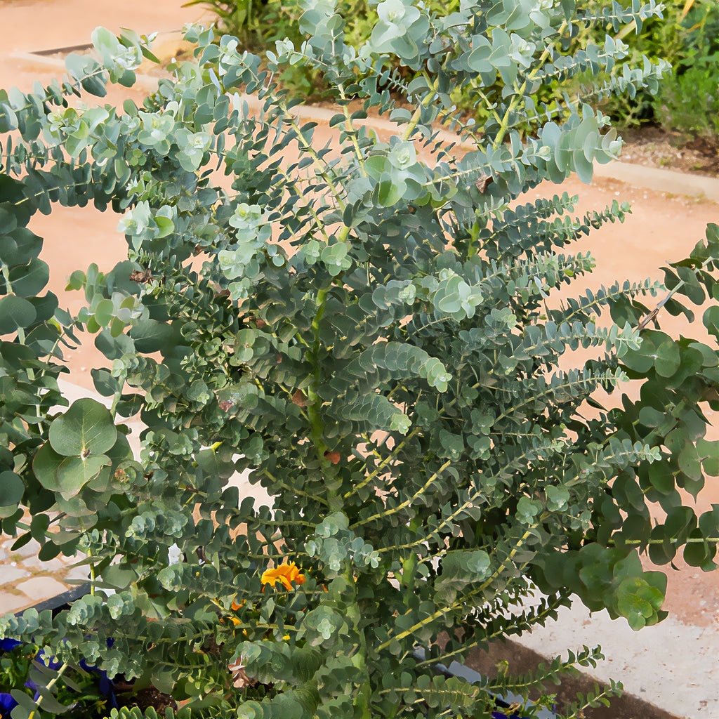 Eukalyptus Silver Dollar pflegeleicht