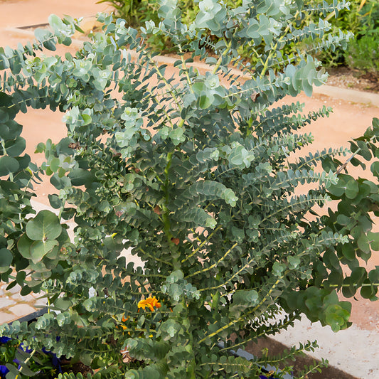 Eukalyptus Silver Dollar - Bakker