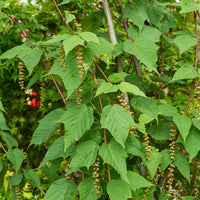 Schlangenhaut-Ahorn - Acer davidii - Pflanzenarten