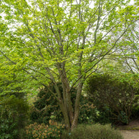 Schlangenhaut-Ahorn - Bakker