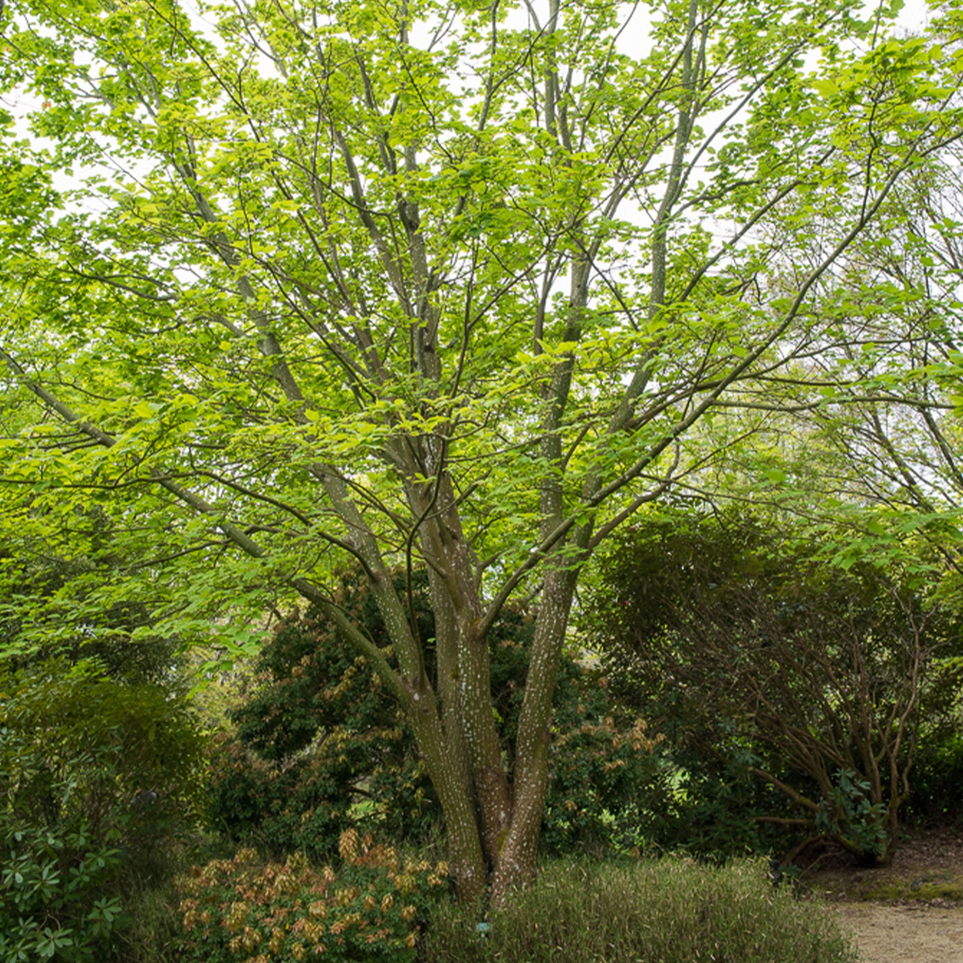 Schlangenhaut-Ahorn - Bakker