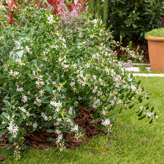 Wachs-Blume - Bakker