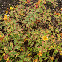 Johanniskraut Tricolor - Hypericum x moserianum 'tricolor' - Bakker