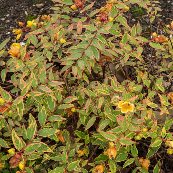 Johanniskraut Tricolor - Hypericum x moserianum 'tricolor' - Bakker