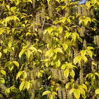 Perlschweif - Stachyurus chinensis Joy Forever - Bakker
