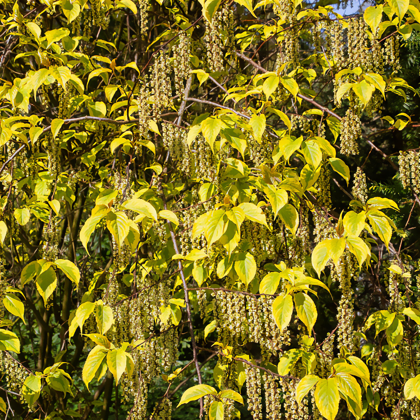 Perlschweif - Stachyurus chinensis Joy Forever - Bakker