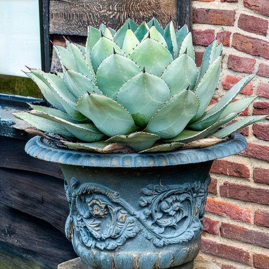 Parry-Agave - Bakker