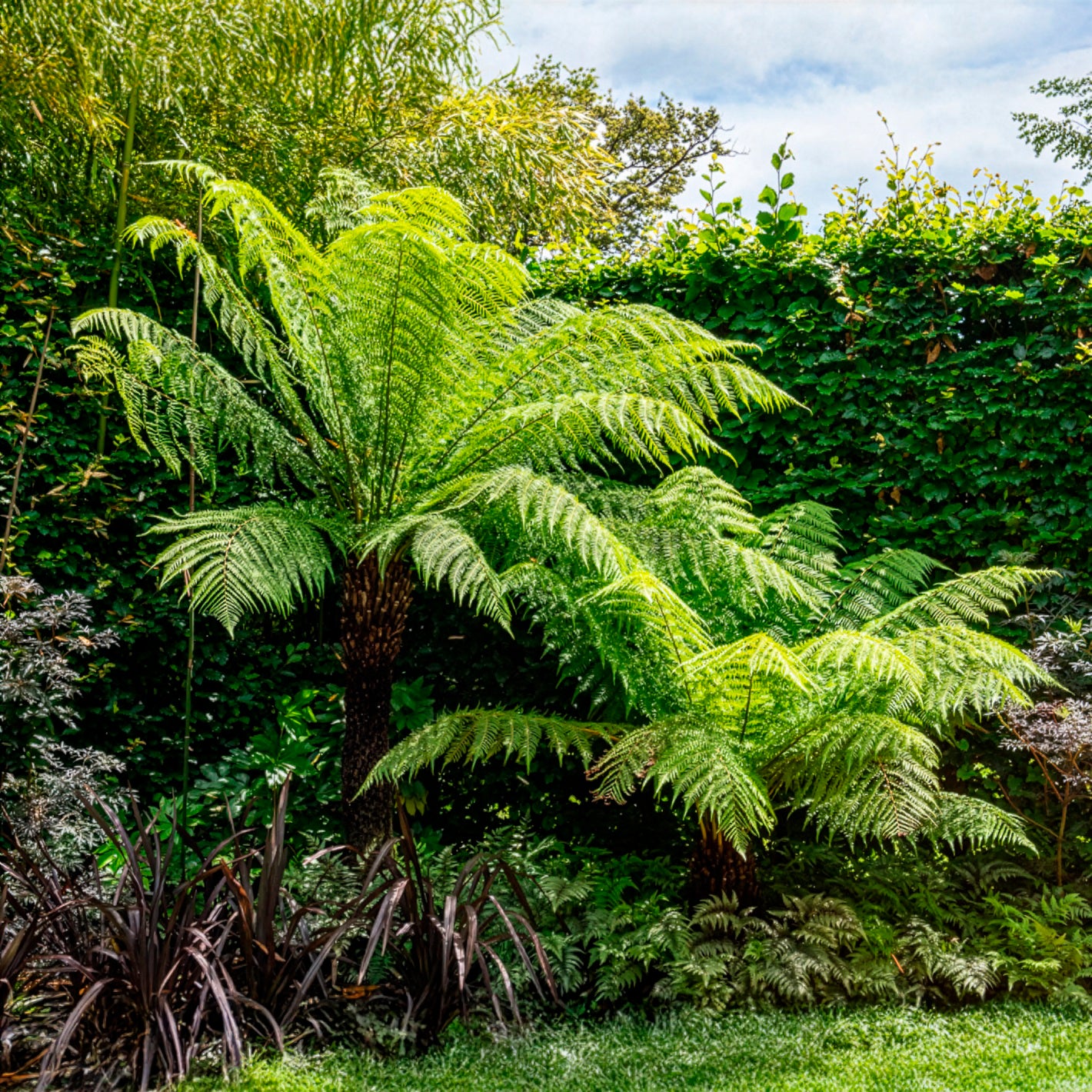 Tasmanischer Baumfarn - Dicksonia antarctica - Bakker