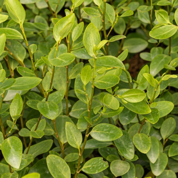 Griselinia - Griselinia lucida - Terrasse balkon