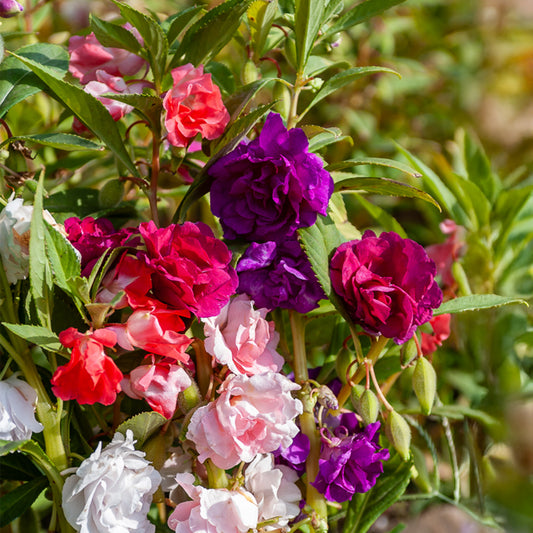 Kamelien-Balsaminen Mischung - Bakker