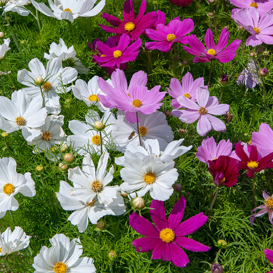 Schmuckkörbchen Sensation Mischung - Bakker