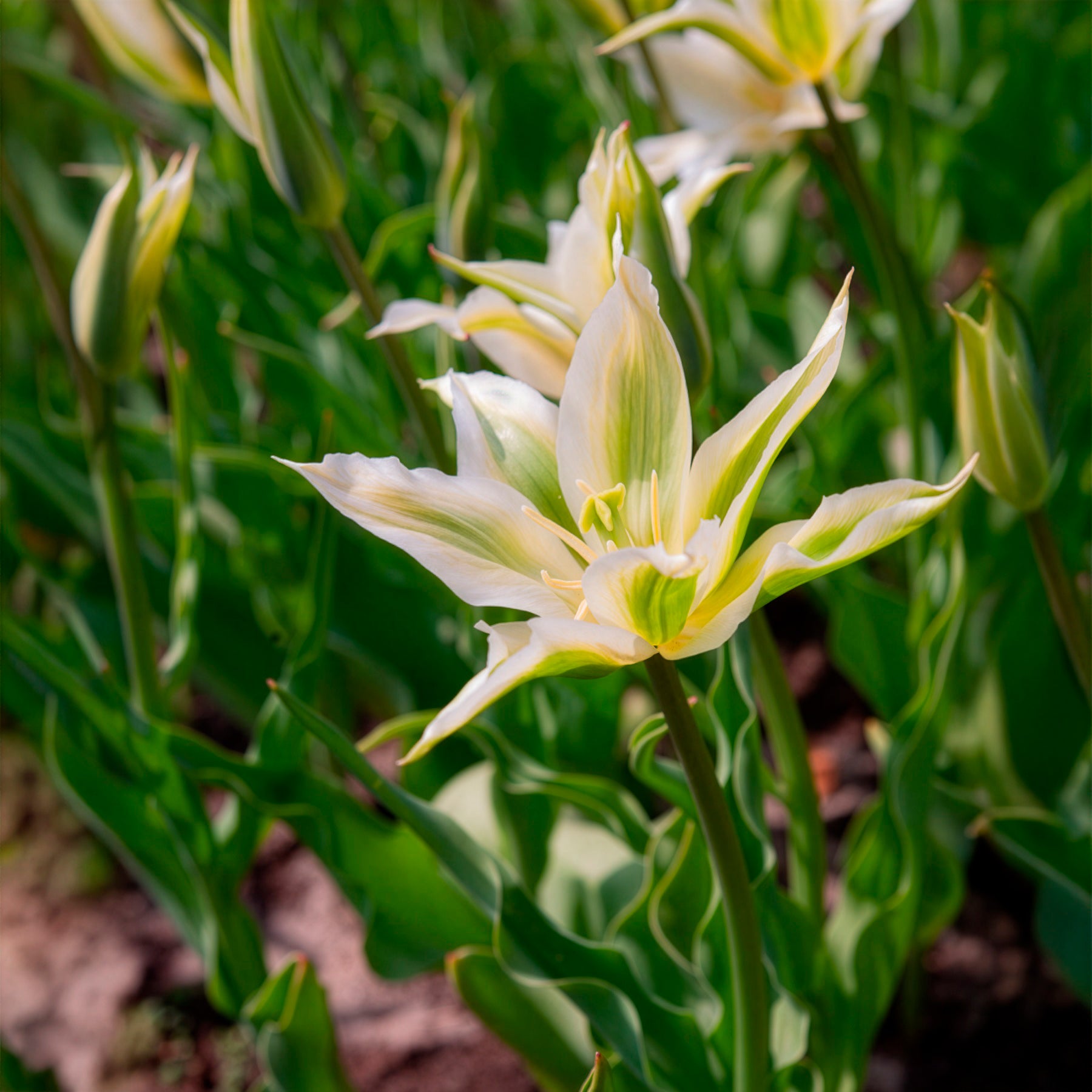 Verkauf Lilienblütige Tulpe 'Greenstar' (x10)