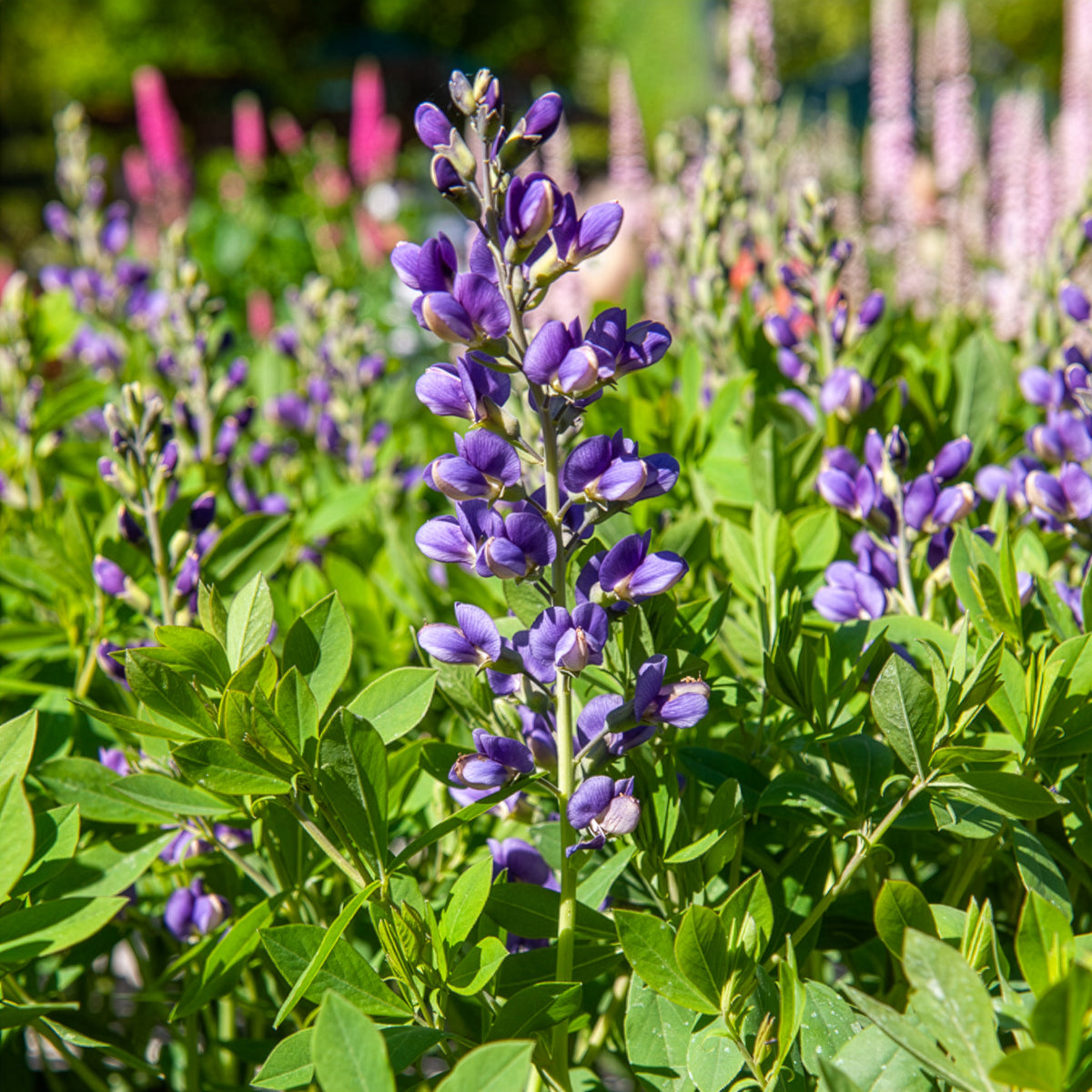 Blaue Färberhülse Decadence Blueberry Sundae - Bakker