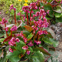 Bergenia Abendglut Pflanze der Schankwirte Abendglut - Bergenia cordifolia Abendglut - Bakker