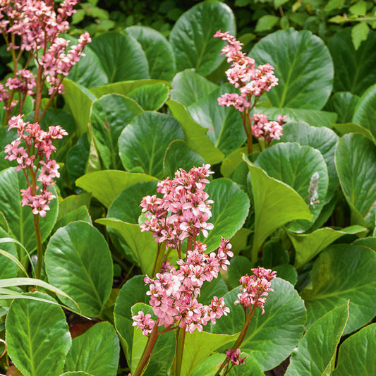 Bergenia Bressingham Ruby Safranpflanze Bressingham Ruby