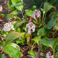 Bergenie Silberlicht Schusterpflanze Silberlicht - Bergenia Silberlicht - Bakker
