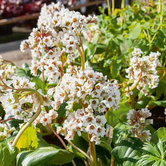 Bergenie Silberlicht Schusterpflanze Silberlicht - Bakker