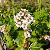 Bergenia Silberlicht - Bergenie Silberlicht Schusterpflanze Silberlicht - Stauden